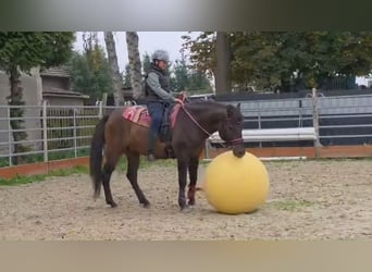 Sonstige Rassen, Wallach, 3 Jahre, 151 cm, Dunkelbrauner