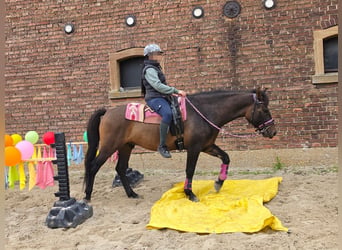Sonstige Rassen, Wallach, 3 Jahre, 151 cm, Dunkelbrauner