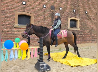 Sonstige Rassen, Wallach, 3 Jahre, 151 cm, Dunkelbrauner
