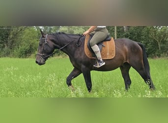 Sonstige Rassen, Wallach, 3 Jahre, 151 cm, Dunkelbrauner