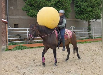 Sonstige Rassen, Wallach, 3 Jahre, 151 cm, Dunkelbrauner