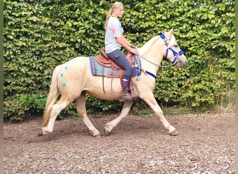 Sonstige Rassen, Wallach, 3 Jahre, 152 cm, Palomino