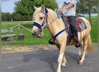 Sonstige Rassen, Wallach, 3 Jahre, 152 cm, Palomino