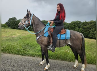 Sonstige Rassen, Wallach, 3 Jahre, 153 cm, Rappschimmel