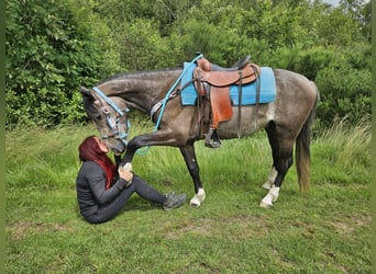 Sonstige Rassen, Wallach, 3 Jahre, 153 cm, Rappschimmel