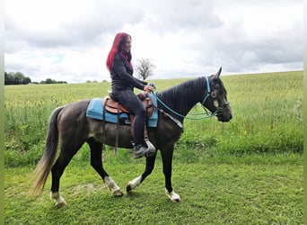 Sonstige Rassen, Wallach, 3 Jahre, 153 cm, Rappschimmel