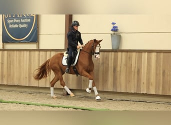 Sonstige Rassen, Wallach, 3 Jahre, 154 cm
