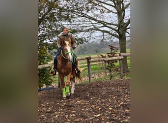 Sonstige Rassen, Wallach, 3 Jahre, 154 cm, Fuchs