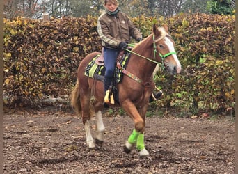 Sonstige Rassen, Wallach, 3 Jahre, 154 cm, Fuchs