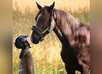 Sonstige Rassen, Wallach, 3 Jahre, 156 cm, Roan-Red