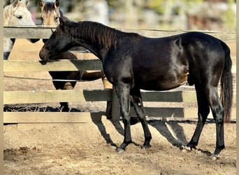 Sonstige Rassen, Wallach, 3 Jahre, 156 cm, Schwarzbrauner
