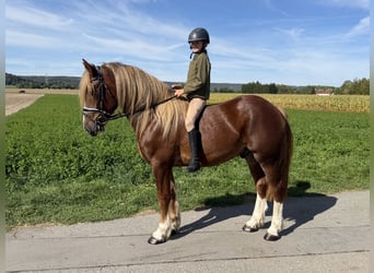 Sonstige Rassen, Wallach, 3 Jahre, 157 cm, Dunkelfuchs