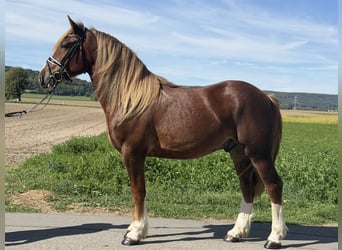 Sonstige Rassen, Wallach, 3 Jahre, 157 cm, Dunkelfuchs