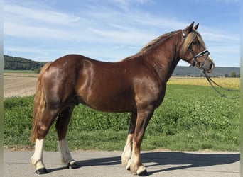 Sonstige Rassen, Wallach, 3 Jahre, 157 cm, Dunkelfuchs