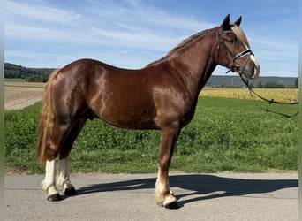 Sonstige Rassen, Wallach, 3 Jahre, 157 cm, Dunkelfuchs