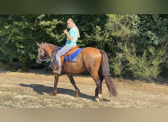 Sonstige Rassen Mix, Wallach, 3 Jahre, 157 cm, Dunkelfuchs