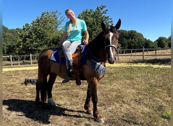 Sonstige Rassen Mix, Wallach, 3 Jahre, 157 cm, Dunkelfuchs