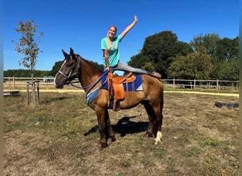 Sonstige Rassen Mix, Wallach, 3 Jahre, 157 cm, Dunkelfuchs