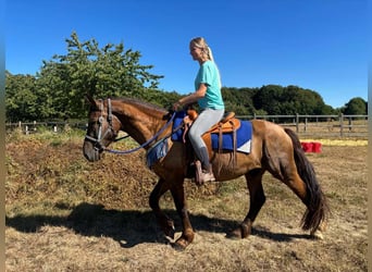 Sonstige Rassen Mix, Wallach, 3 Jahre, 157 cm, Dunkelfuchs