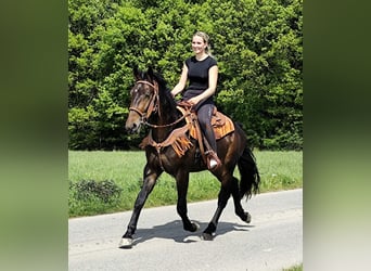 Sonstige Rassen, Wallach, 3 Jahre, 157 cm