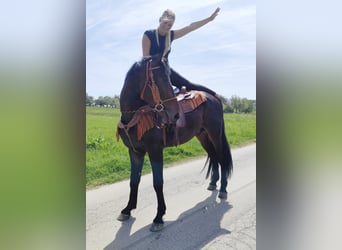 Sonstige Rassen, Wallach, 3 Jahre, 157 cm