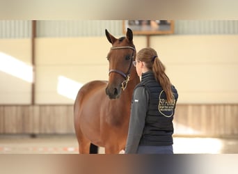 Sonstige Rassen, Wallach, 3 Jahre, 157 cm