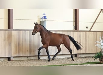Sonstige Rassen, Wallach, 3 Jahre, 157 cm
