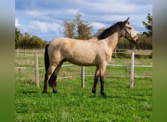 Sonstige Rassen, Wallach, 3 Jahre, 160 cm, Falbe