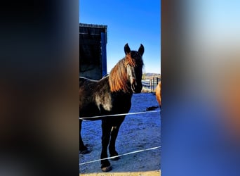 Sonstige Rassen, Wallach, 3 Jahre, 160 cm, Rappe