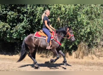 Sonstige Rassen, Wallach, 3 Jahre, 161 cm, Rappe