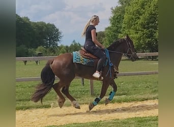 Sonstige Rassen, Wallach, 3 Jahre, 162 cm, Dunkelfuchs
