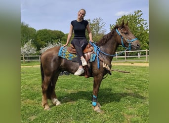 Sonstige Rassen, Wallach, 3 Jahre, 162 cm, Dunkelfuchs