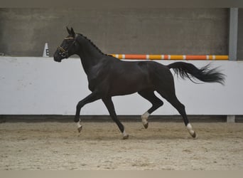 Sonstige Rassen, Wallach, 3 Jahre, 162 cm, Rappe