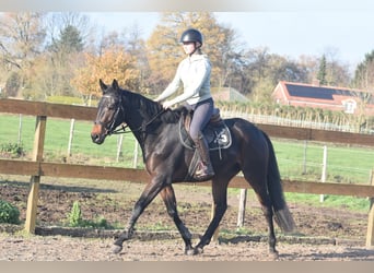 Sonstige Rassen, Wallach, 3 Jahre, 165 cm, Dunkelbrauner