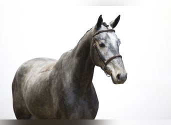 Sonstige Rassen, Wallach, 3 Jahre, 165 cm, Schimmel