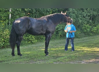 Sonstige Rassen Mix, Wallach, 3 Jahre, 173 cm, Rappe