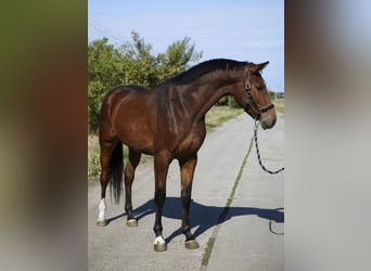 Sonstige Rassen, Wallach, 3 Jahre, 175 cm, Brauner