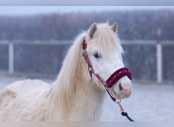 Sonstige Rassen, Wallach, 4 Jahre, 112 cm, Schimmel