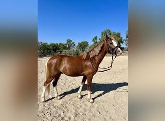 Sonstige Rassen Mix, Wallach, 4 Jahre, 115 cm, Fuchs