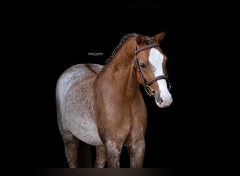 Sonstige Rassen, Wallach, 4 Jahre, 127 cm