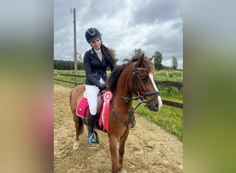 Sonstige Rassen Mix, Wallach, 4 Jahre, 130 cm