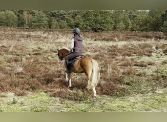 Sonstige Rassen, Wallach, 4 Jahre, 131 cm