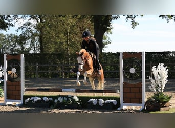 Sonstige Rassen, Wallach, 4 Jahre, 131 cm