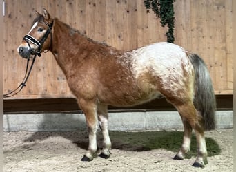 Sonstige Rassen Mix, Wallach, 4 Jahre, 132 cm, Schecke