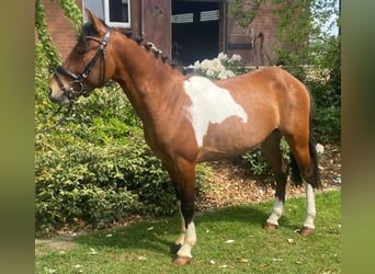 Sonstige Rassen, Wallach, 4 Jahre, 134 cm, Schecke