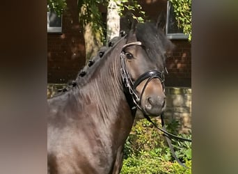 Sonstige Rassen, Wallach, 4 Jahre, 135 cm, Schwarzbrauner