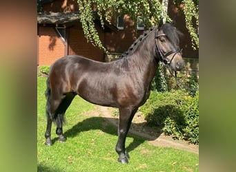 Sonstige Rassen, Wallach, 4 Jahre, 135 cm, Schwarzbrauner