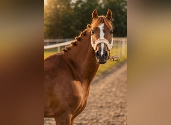 Sonstige Rassen, Wallach, 4 Jahre, 138 cm, Fuchs