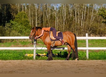 Sonstige Rassen, Wallach, 4 Jahre, 139 cm, Rotbrauner