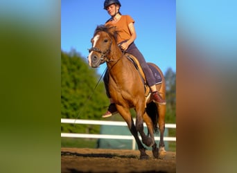 Sonstige Rassen, Wallach, 4 Jahre, 139 cm, Rotbrauner